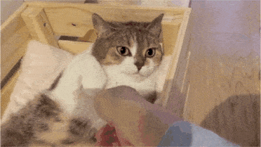 都说养猫像养老婆，看来是真的，不小心就挨打！-2.gif