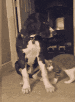 都说养猫像养老婆，看来是真的，不小心就挨打！-3.gif