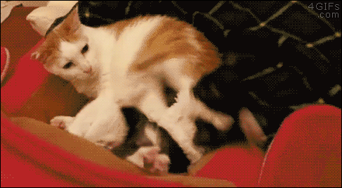 都说养猫像养老婆，看来是真的，不小心就挨打！-4.gif