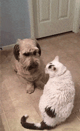 都说养猫像养老婆，看来是真的，不小心就挨打！-6.gif