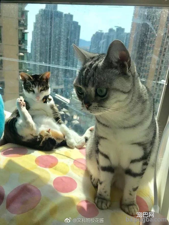 都说养猫像养老婆，看来是真的，不小心就挨打！-7.jpeg