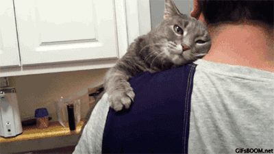 都说养猫像养老婆，看来是真的，不小心就挨打！-9.gif