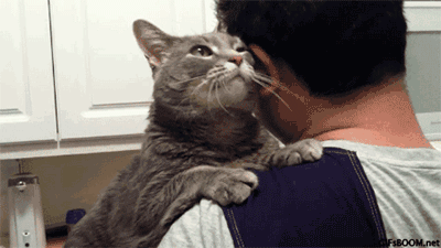 都说养猫像养老婆，看来是真的，不小心就挨打！-8.gif