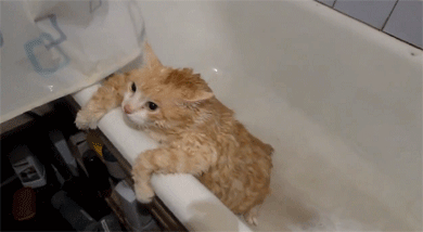 都说养猫像养老婆，看来是真的，不小心就挨打！-11.gif