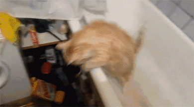 都说养猫像养老婆，看来是真的，不小心就挨打！-10.gif