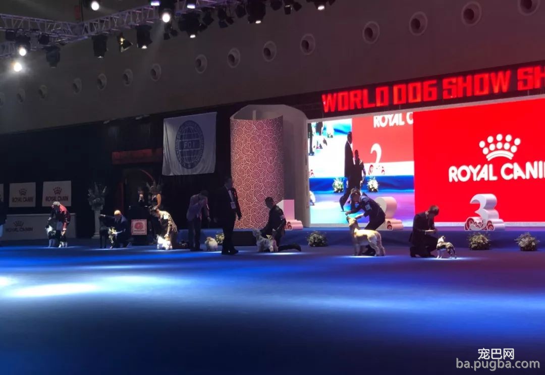 2019年上海世界杯犬展炽热jin行中……-14.jpeg