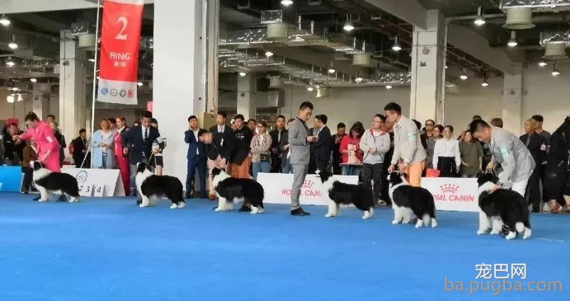 2019年上海世界杯犬展炽热jin行中……-17.jpeg