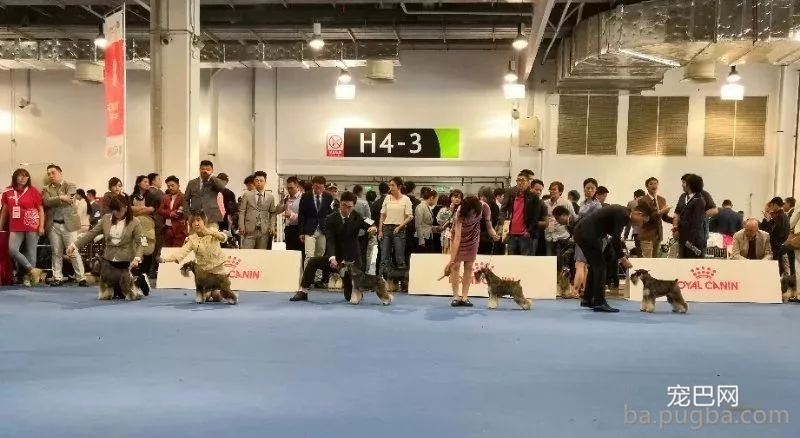 2019年上海世界杯犬展炽热jin行中……-18.jpeg