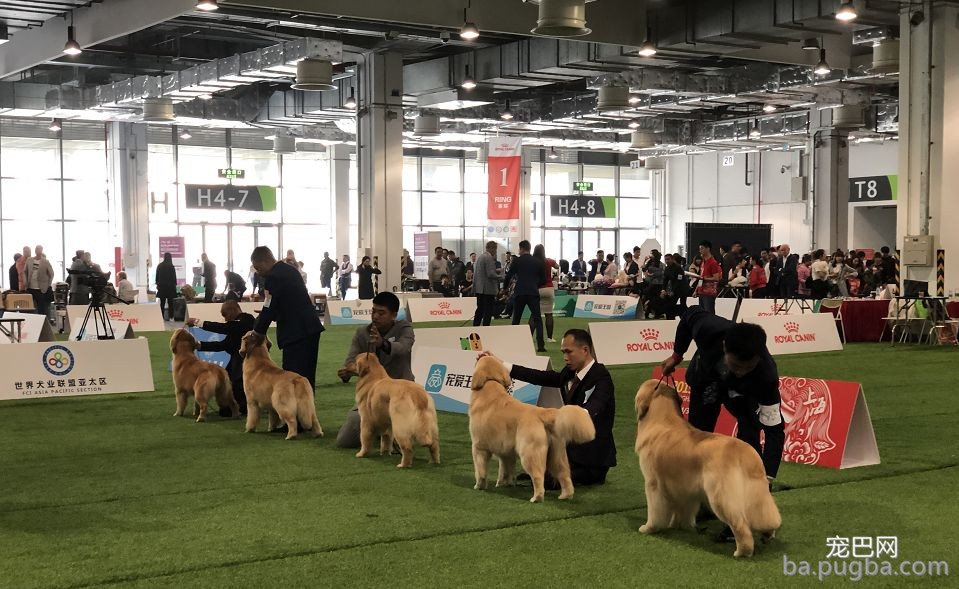 2019年上海世界杯犬展炽热jin行中……-16.jpeg