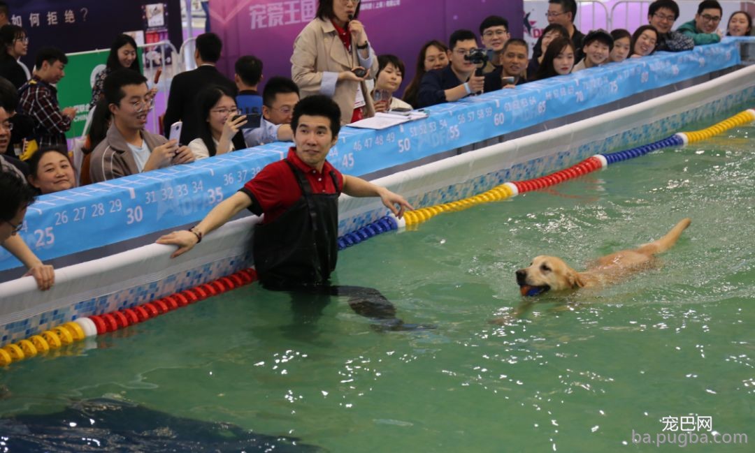 2019年上海世界杯犬展炽热jin行中……-26.jpeg