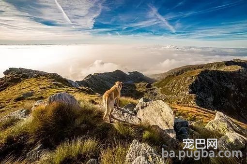 主人想去爬山，带上狗狗能够吗-1.jpeg