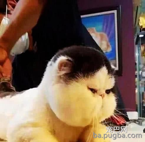 女子觉得猫咪是虚胖，带去宠物店理发，剪完之后，这货哭了一个月-1.jpeg