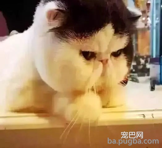 女子觉得猫咪是虚胖，带去宠物店理发，剪完之后，这货哭了一个月-3.jpg