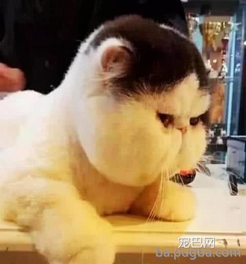女子觉得猫咪是虚胖，带去宠物店理发，剪完之后，这货哭了一个月-2.jpeg