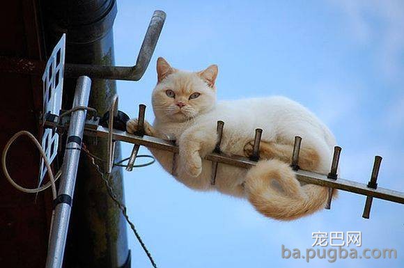 同事说猫咪恐惧，养了后才领教到，但为时已晚！-6.jpeg