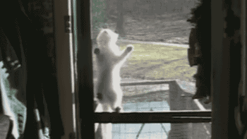 同事说猫咪恐惧，养了后才领教到，但为时已晚！-5.gif