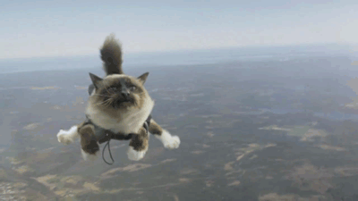 同事说猫咪恐惧，养了后才领教到，但为时已晚！-2.gif