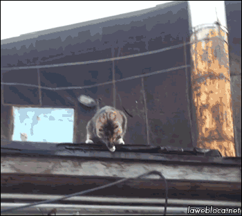 同事说猫咪恐惧，养了后才领教到，但为时已晚！-4.gif