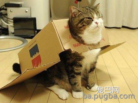 同事说猫咪恐惧，养了后才领教到，但为时已晚！-8.jpeg