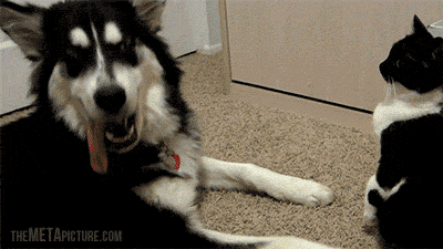 同事说猫咪恐惧，养了后才领教到，但为时已晚！-10.gif