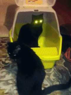 同事说猫咪恐惧，养了后才领教到，但为时已晚！-7.gif