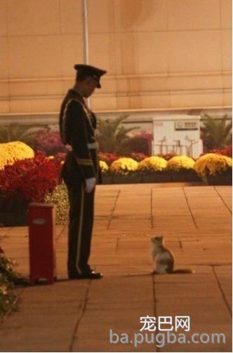 同事说猫咪恐惧，养了后才领教到，但为时已晚！-16.jpeg