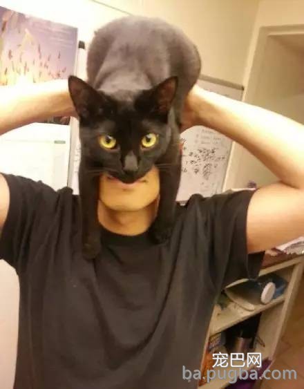 同事说猫咪恐惧，养了后才领教到，但为时已晚！-12.jpeg