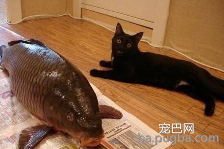 同事说猫咪恐惧，养了后才领教到，但为时已晚！-13.jpeg