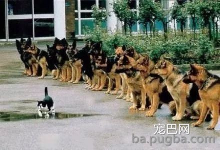 同事说猫咪恐惧，养了后才领教到，但为时已晚！-11.jpeg