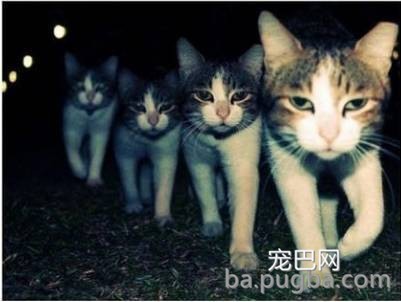 同事说猫咪恐惧，养了后才领教到，但为时已晚！-17.jpeg