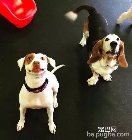 狗狗搬场后交不到朋友，主人就为它筹谋了一个大惊喜！-3.jpeg