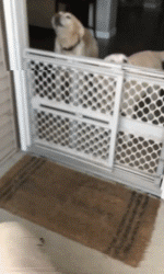 狗狗搬场后交不到朋友，主人就为它筹谋了一个大惊喜！-4.gif