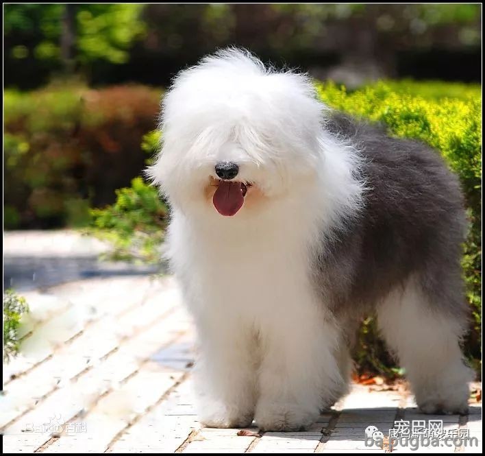 宠物狗狗品种这么多！你都认识吗？-4.jpeg