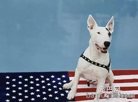 宠物狗狗品种这么多！你都认识吗？-12.jpeg