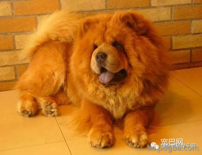 宠物狗狗品种这么多！你都认识吗？-17.jpeg