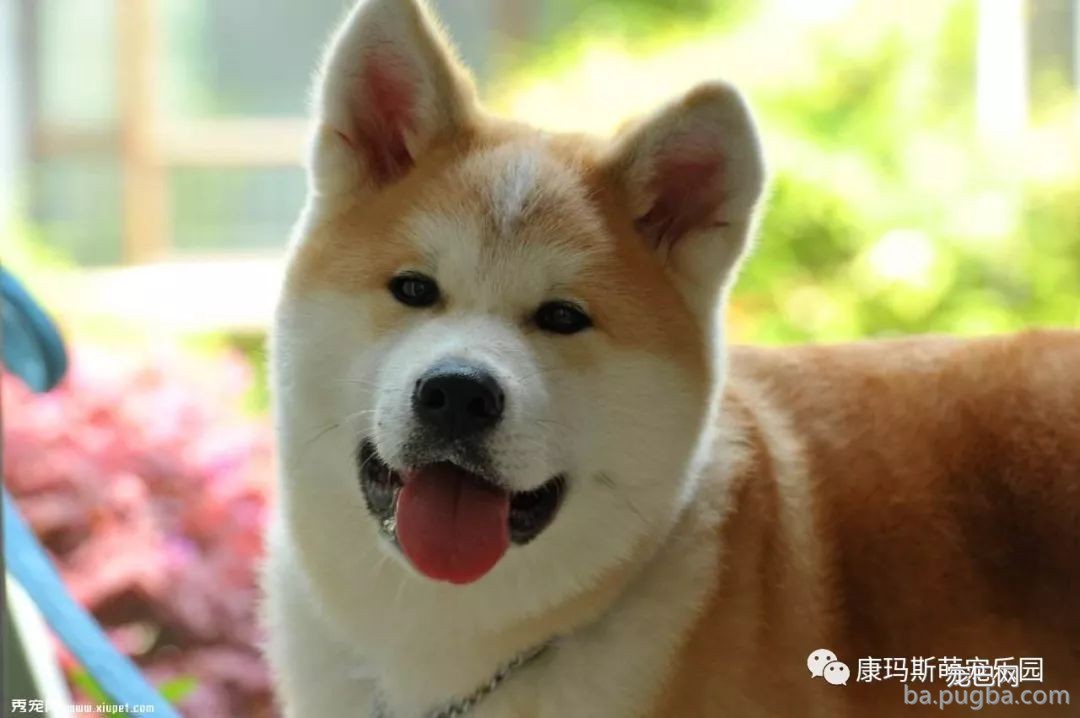 宠物狗狗品种这么多！你都认识吗？-18.jpeg