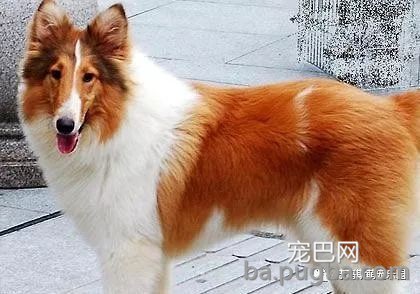 宠物狗狗品种这么多！你都认识吗？-19.jpeg
