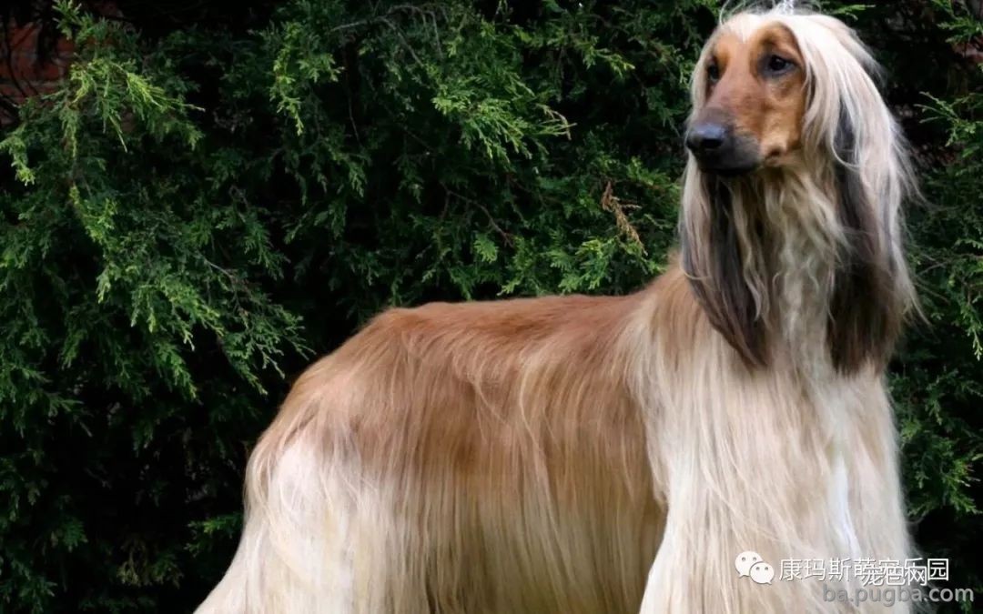 宠物狗狗品种这么多！你都认识吗？-20.jpeg
