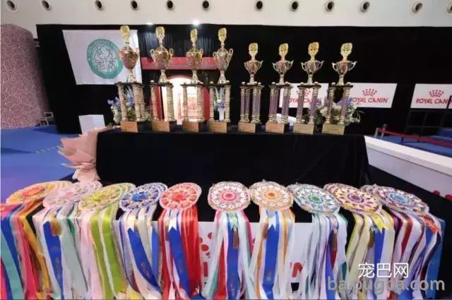 2019年上海世界杯现场犬兴趣运动：人宠默契，羡煞旁人！-1.jpeg