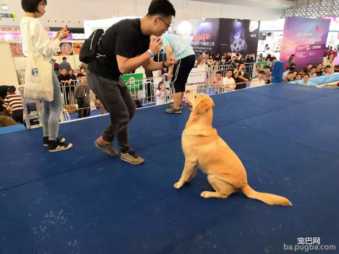 2019年上海世界杯现场犬兴趣运动：人宠默契，羡煞旁人！-10.jpeg