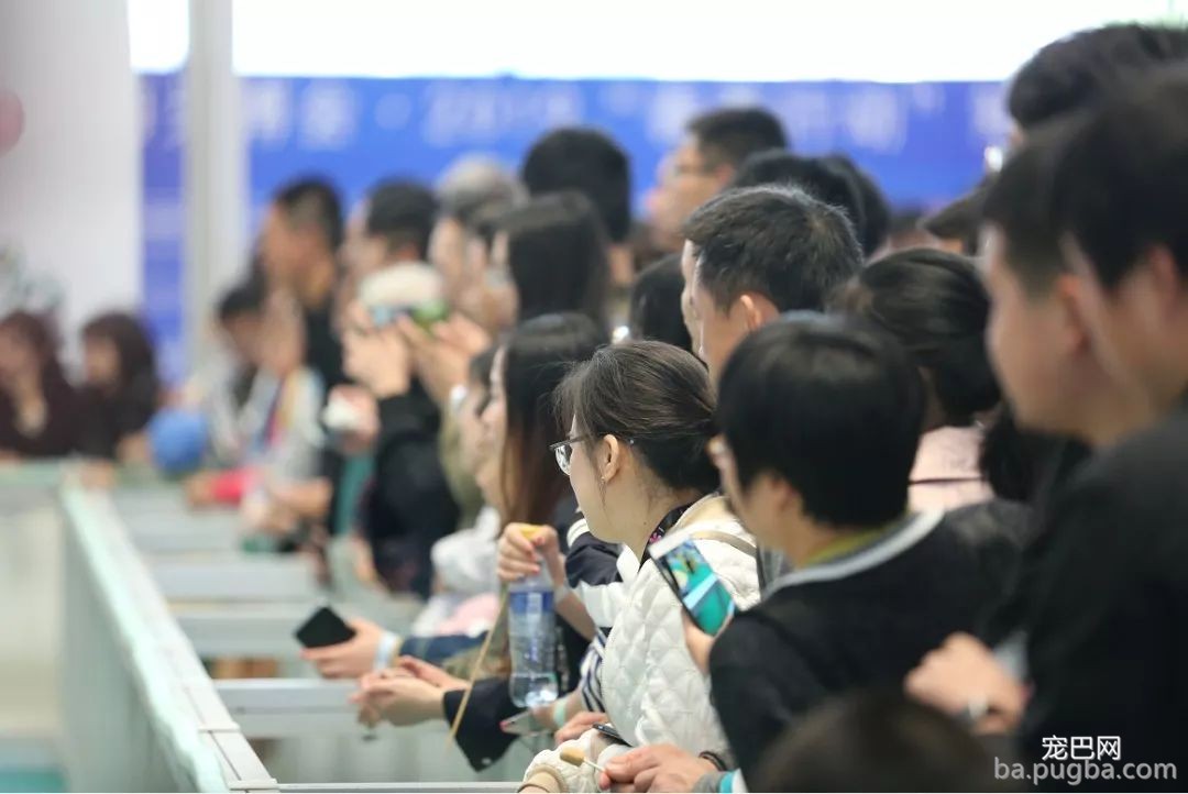 2019年上海世界杯现场犬兴趣运动：人宠默契，羡煞旁人！-14.jpeg