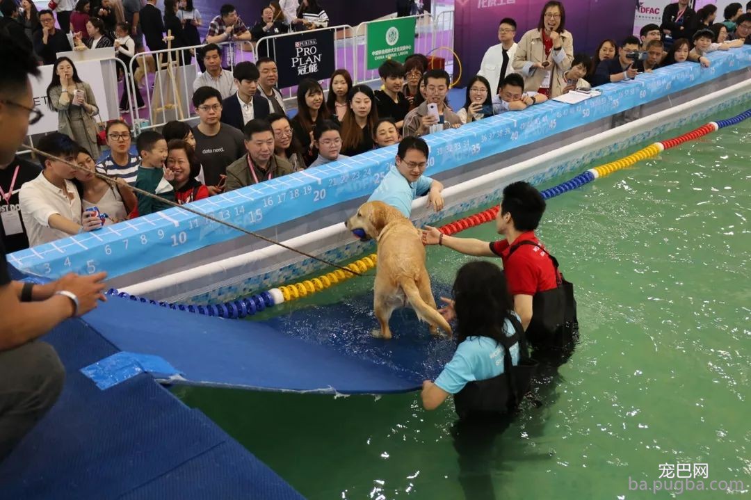 2019年上海世界杯现场犬兴趣运动：人宠默契，羡煞旁人！-12.jpeg