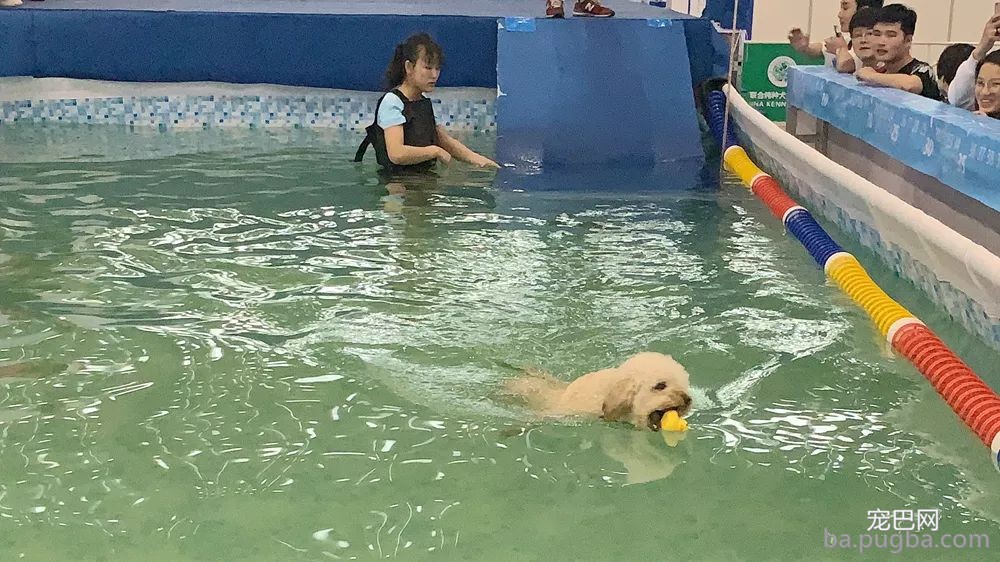 2019年上海世界杯现场犬兴趣运动：人宠默契，羡煞旁人！-23.jpeg