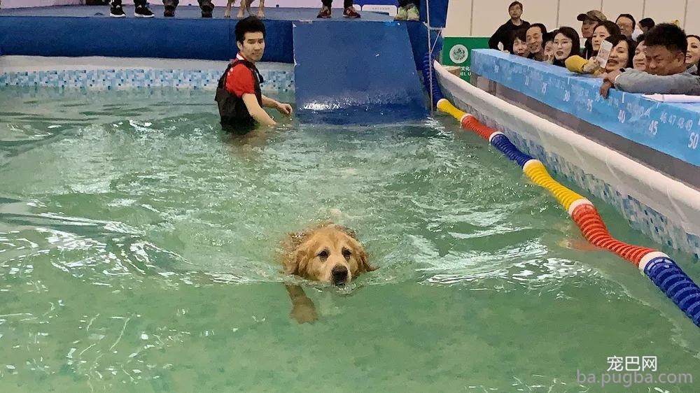 2019年上海世界杯现场犬兴趣运动：人宠默契，羡煞旁人！-26.jpeg