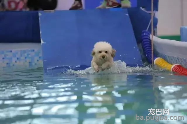 2019年上海世界杯现场犬兴趣运动：人宠默契，羡煞旁人！-30.jpeg