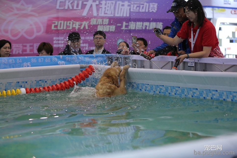 2019年上海世界杯现场犬兴趣运动：人宠默契，羡煞旁人！-34.jpeg