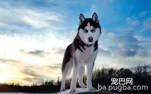 狗狗眼部常见的几种疾病！-1.jpeg