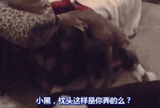 狗狗有多诚实？做错事，看它表情就知道了……-2.gif