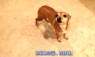 狗狗有多诚实？做错事，看它表情就知道了……-1.gif