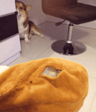 狗狗有多诚实？做错事，看它表情就知道了……-5.gif